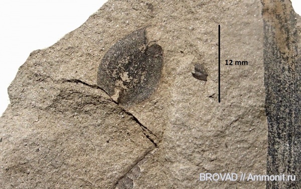 Gymnospermae, cormophyta, cordaitaceae, Samaropsis emarginata