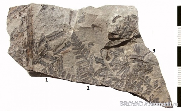 Sphenophyllum, Pecopteris, Pteridospermae, Sphenopsida, cormophyta, filicinae, callipteridium