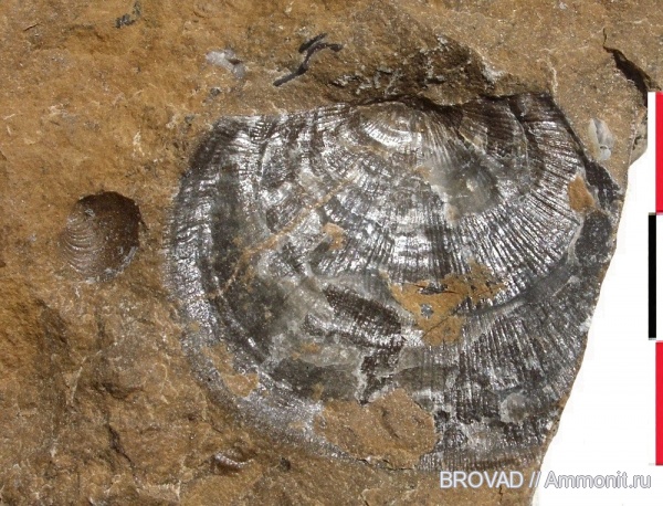 brachiopoda, Articulata, Ortchotetes crenistria