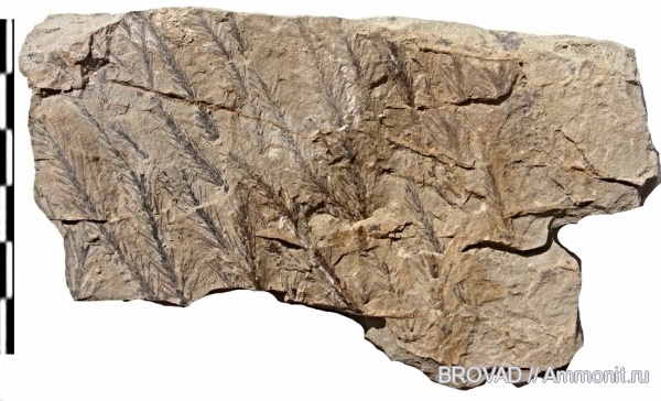 Lycopsida, cormophyta, Lycopodites meeki