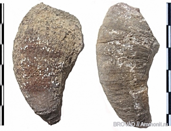 Anthozoa, Rugosa, coelenterata