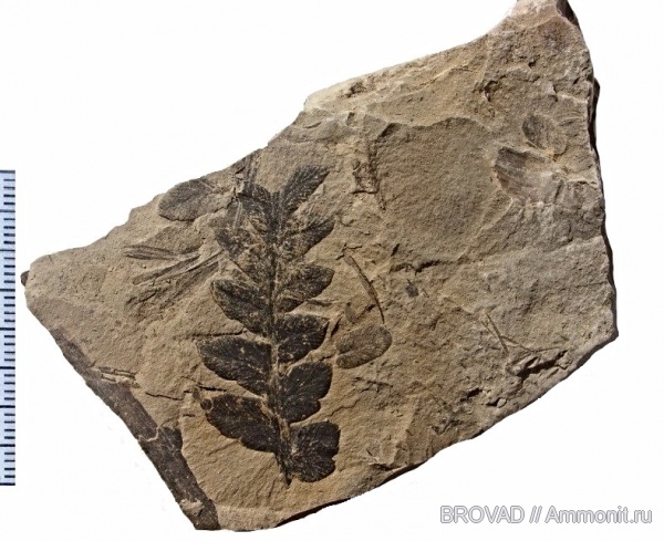 Mariopteris muricata, Pteridospermae, cormophyta