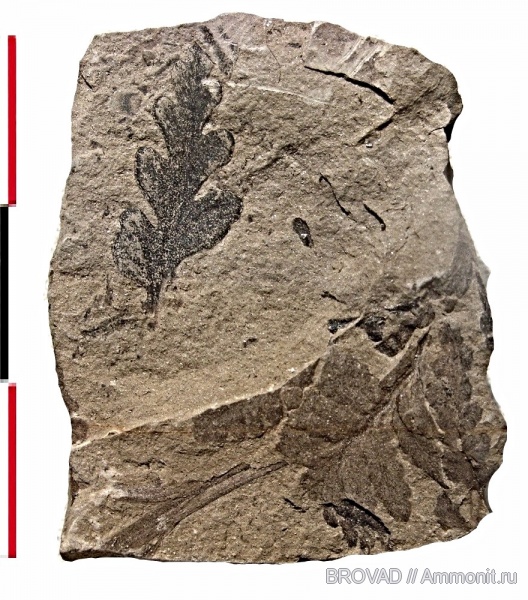 Pteridospermae, cormophyta, Mariopteris latifolia Pteridospermae, cormophyta, Mariopteris latifolia