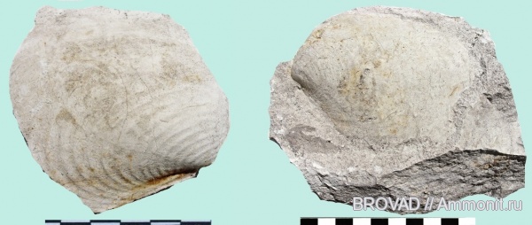 bivalvia, mollusca, Inoceramus balticus