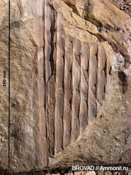 Sigillaria scutellata, Lycopsida, cormophyta