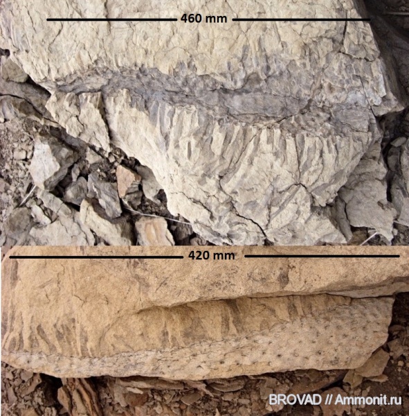 Stigmaria ficoides, Lycopsida, cormophyta