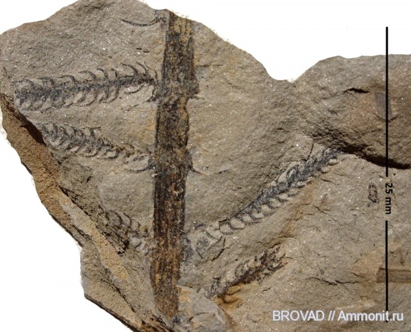 Sphenopsida, cormophyta, Asterophyllites charaeformis