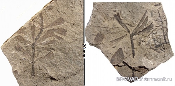 Sphenopsida, cormophyta, Sphenophyllum majus