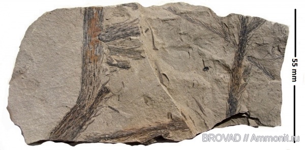 Lycopsida, cormophyta, lepidodendron rimosum