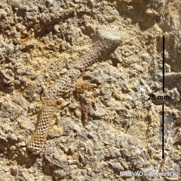 Bryozoa, Ascopora