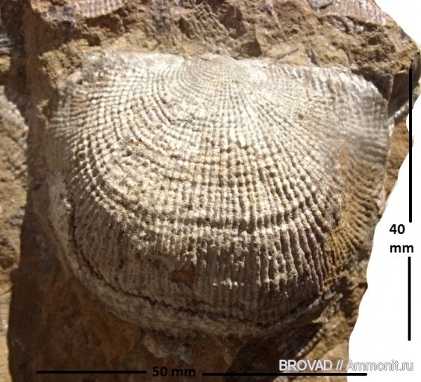 brachiopoda, Productus semireticulatus, Articulata