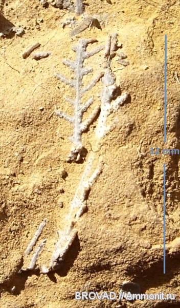 Bryozoa, Pinnatopora