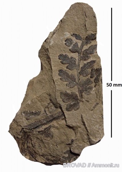 Pteridospermae, Gymnospermae, cormophyta, Mariopteris latifolia