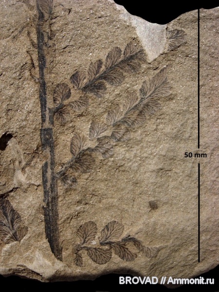 Pteridospermae, Gymnospermae, cormophyta, Odontopteris robusta