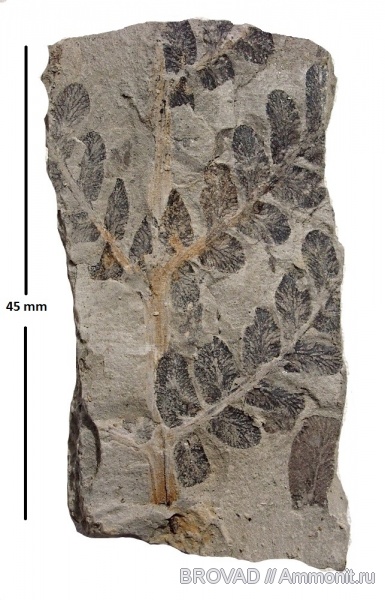 Neuropteris, Pteridospermae, Gymnospermae, cormophyta