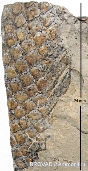 Lycopsida, cormophyta, lepidodendrales, Lipodophloios laricinus
