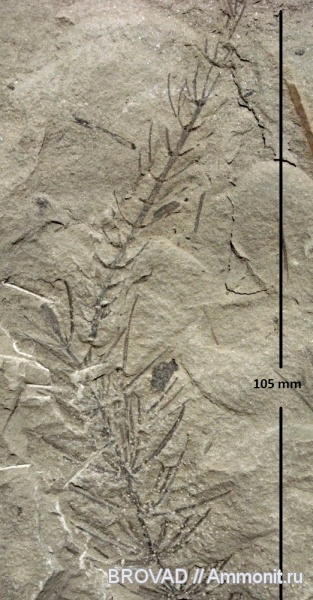 Sphenopsida, cormophyta, equisetales, Asterophyllites equisetiformis Sphenopsida, cormophyta, equisetales, Asterophyllites equisetiformis