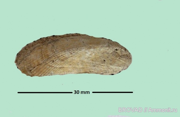 bivalvia, mollusca, Area geinitzi