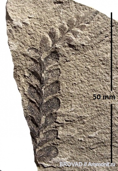 Neuropteris tenuifolia, Pteridospermae, Gymnospermae, cormophyta