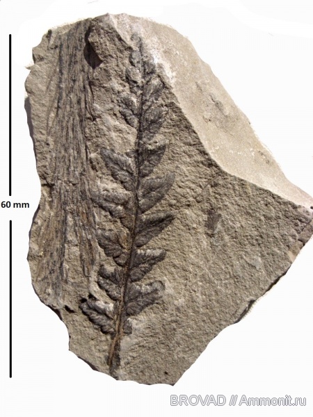 Mariopteris nervosa, Pteridospermae, Gymnospermae, cormophyta