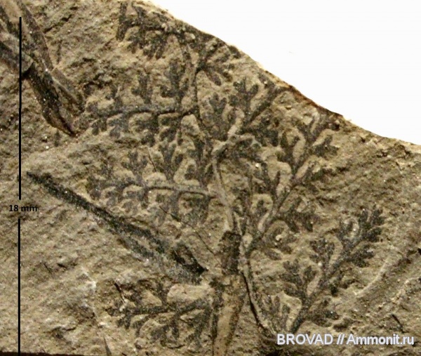 Pteridospermae, Gymnospermae, Palmatopteris furcata, cormophyta