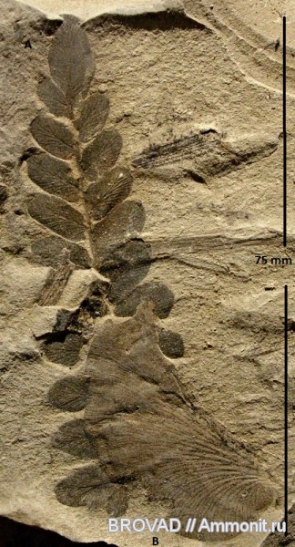 Neuropteris heterophylla, Neuropteris gigantea, Pteridospermae, Gymnospermae, cormophyta