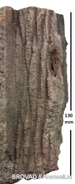 cormophyta, cordaitales