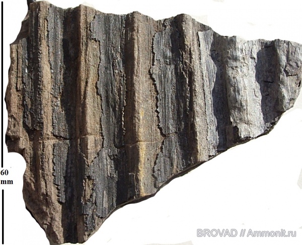 cormophyta, Lucopsida, sigillariaceae