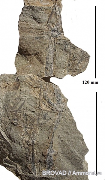 Sphenopsida, cormophyta, sphenophyllales, sphenophyllum majus Bronn
