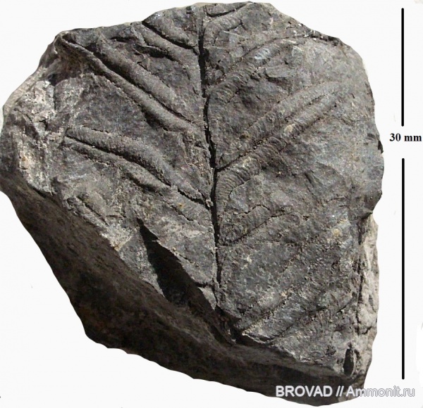 Alethopteris decurrens, Pteridospermae, Gymnospermae, cormophyta