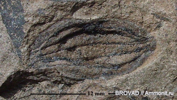 Pteridospermae, Gymnospermae, cormophyta, Trigonocarpus Parkinsonii