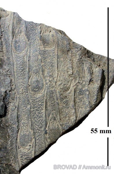 Sigillaria rugosa, cormophyta, Lucopsida