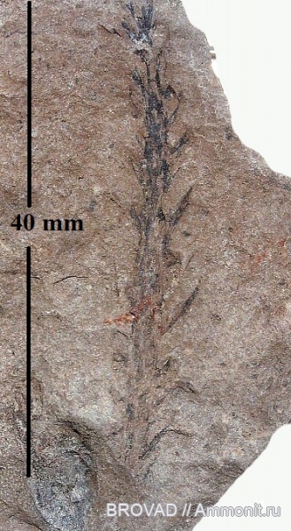 cormophyta, cordaitales, coniferophyta, Cordaianthus Pitcairniae