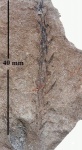 Cordaianthus Pitcairniae (L. et H.) Ren.