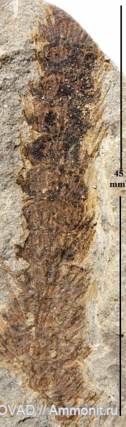 Sphenopsida, cormophyta, equisetales, palaeostachya paucibracteata