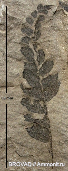 Pteridospermae, Gymnospermae, cormophyta, Neuropteris obliqua