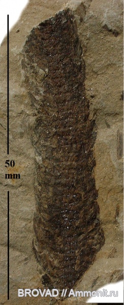 Lepidostrobus, Lycopsida, cormophyta, lepidodendrales, lepidostrobus variabilis