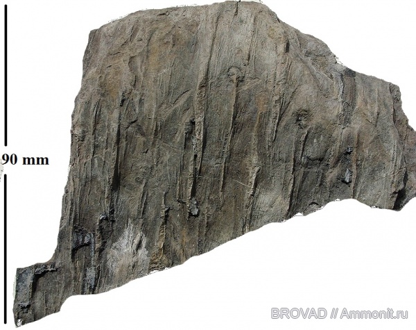 Lycopsida, cormophyta, sigillariaceae