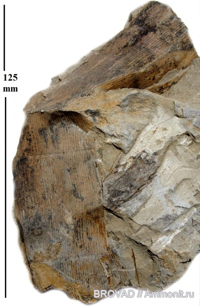 Sphenopsida, cormophyta, equisetales