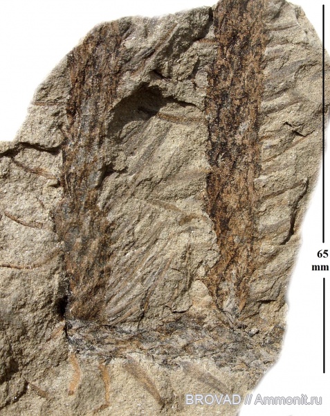 Lepidodendron aculeatum, cormophyta, Lucopsida