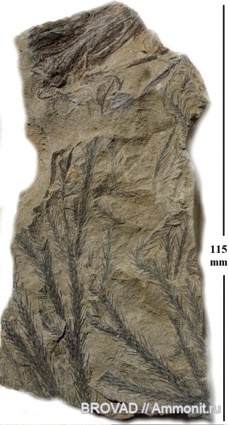 cormophyta, Lucopsida, Lycopodites meeki