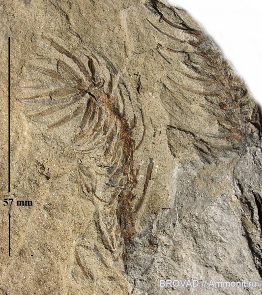 Lepidodendron aculeatum, Lycopsida, cormophyta