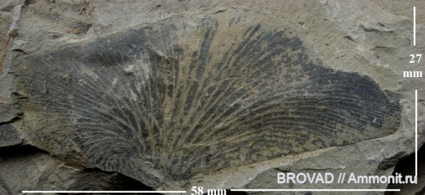 Cyclopteris, Pteridospermae, Gymnospermae, cormophyta