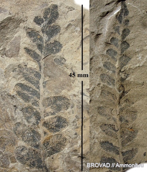 Pteridospermae, Gymnospermae, cormophyta, Neuropteris obliqua