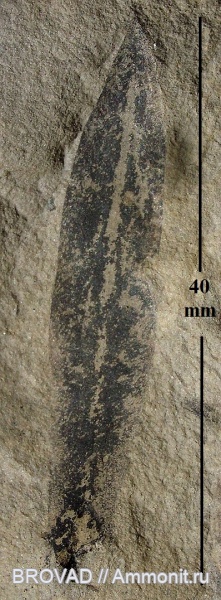 cormophyta, lepidodendrales, Lucopsida, lepidostrobophyllum lanceolatum