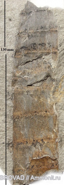 Sphenopsida, cormophyta, equisetales, Calamites Cistii