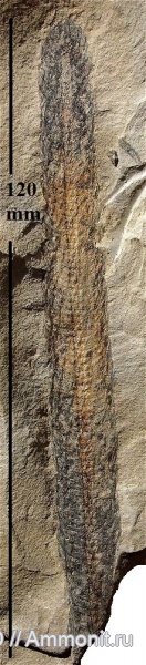 Lycopsida, cormophyta, lepidostrobus variabilis