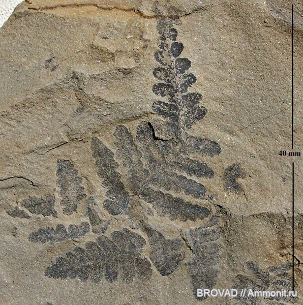 Pteridospermae, Gymnospermae, cormophyta, Asterotheca Miltonii