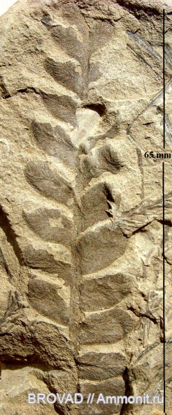 Pteridospermae, Gymnospermae, cormophyta, Neuropteris obliqua
