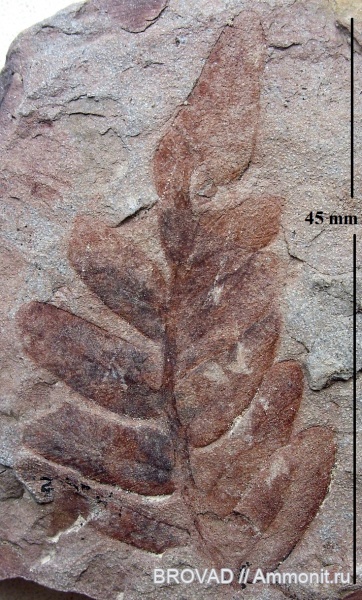 Neuropteris tenuifolia, Pteridospermae, Gymnospermae, cormophyta